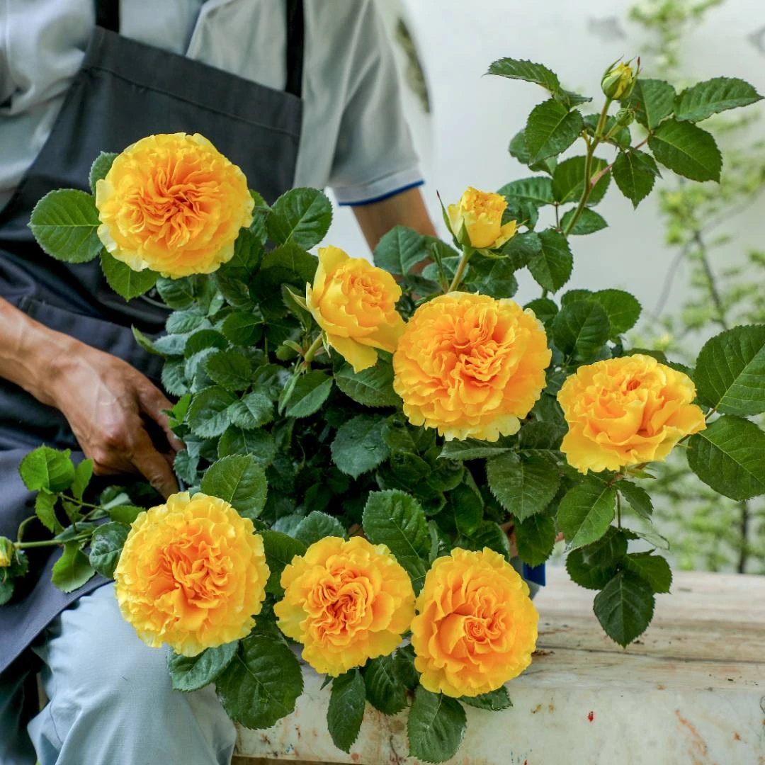 惠惠的花园微型月季贝壳多季开月季大花阳台庭院盆栽植物网红植物