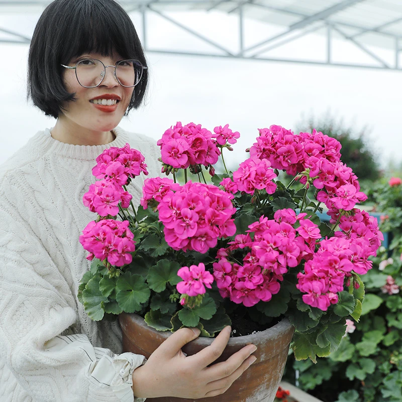 惠惠的花园直立天 安娜 多季开花阳台庭院窗台花卉盆栽植物花苗