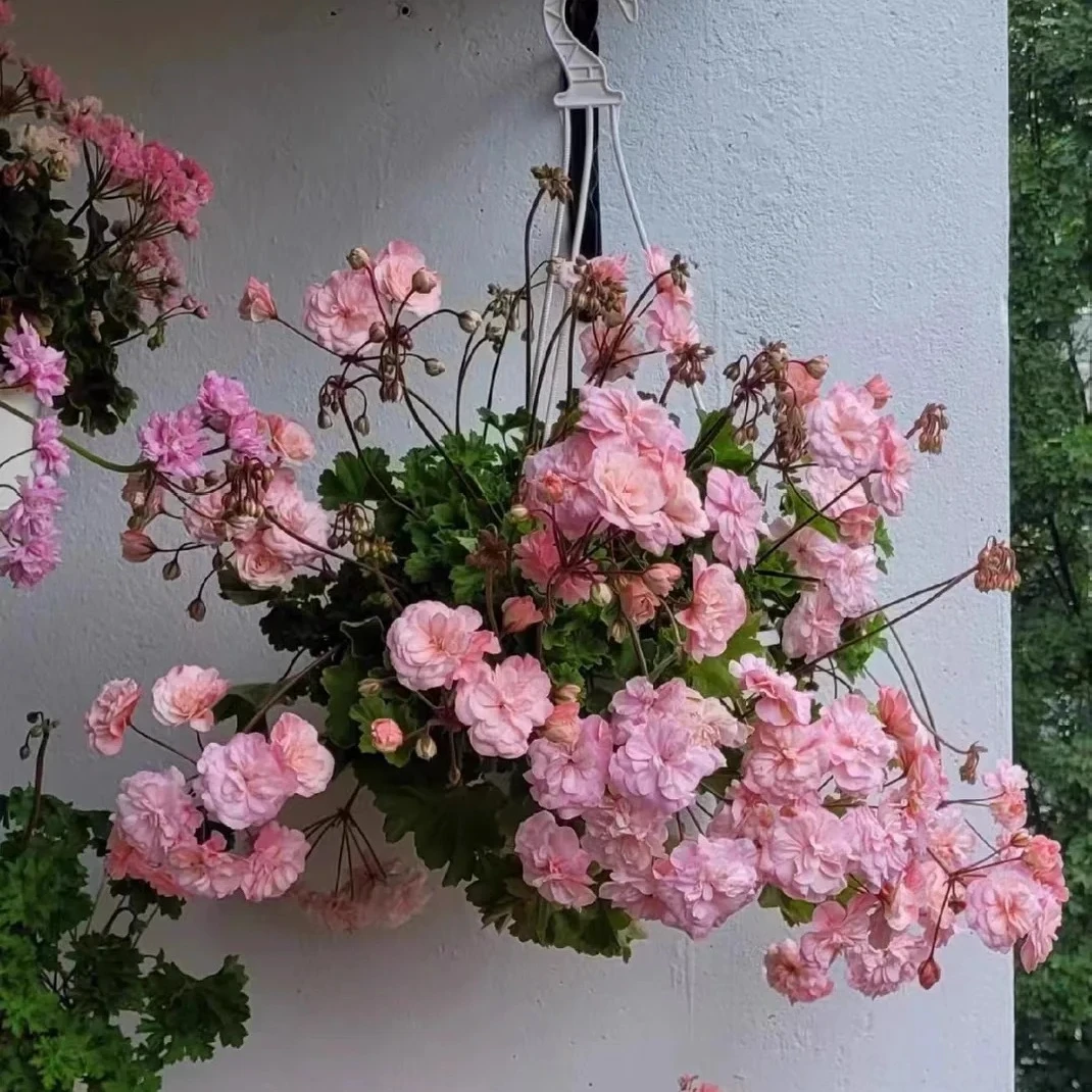 惠惠的花园半兽系天竺葵 星系 四季开花长势快阳台庭院花卉盆栽