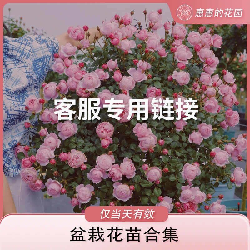 惠惠的花园〖月季〗盆栽花苗 客服专用