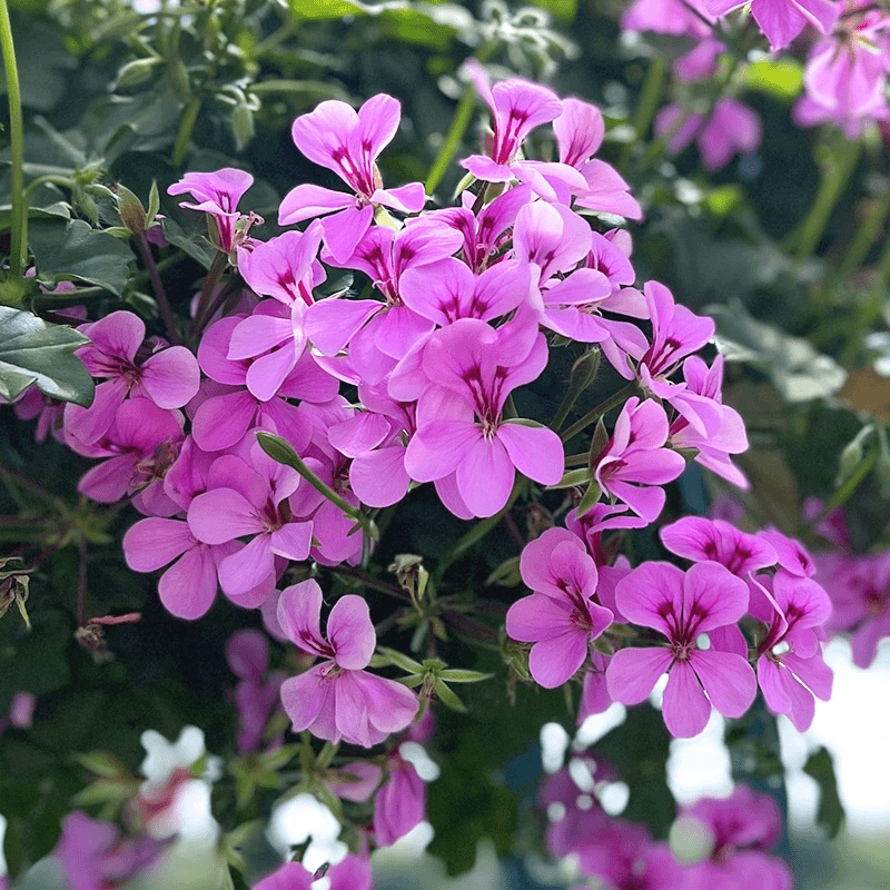 冰淡紫10*10小方盒
