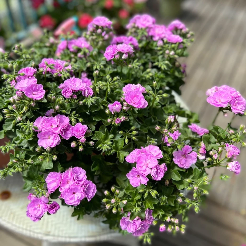惠惠的花园垂吊天竺葵夏日玫瑰 花期多季节开阳台种植花苗