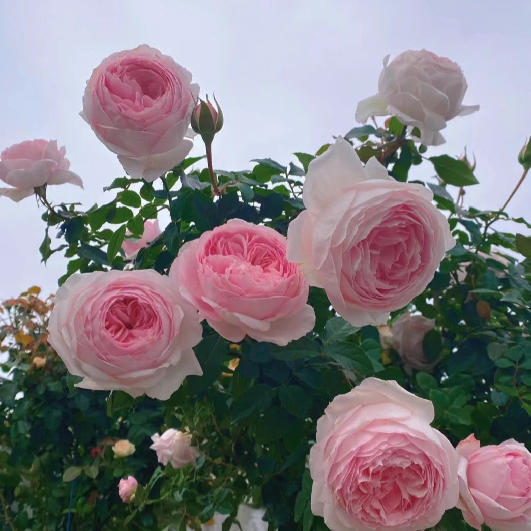 惠惠的花园月季美咲波浪边勤花多季开阳台庭院月季花苗盆栽