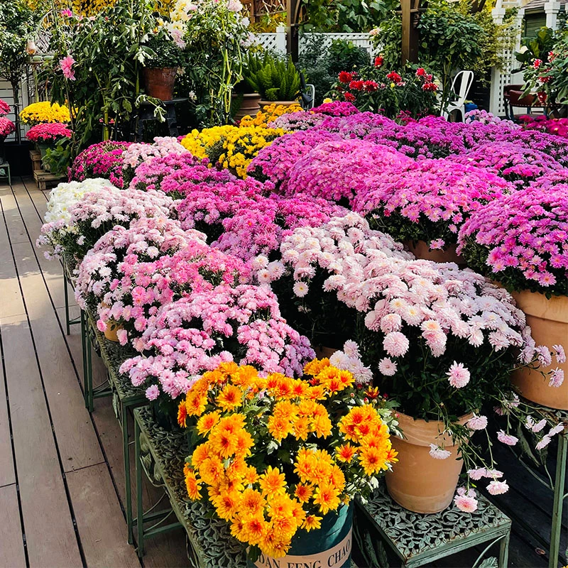 惠惠的花园球菊千头菊猫眼菊多年生好养易爆盆重瓣阳台庭院盆栽