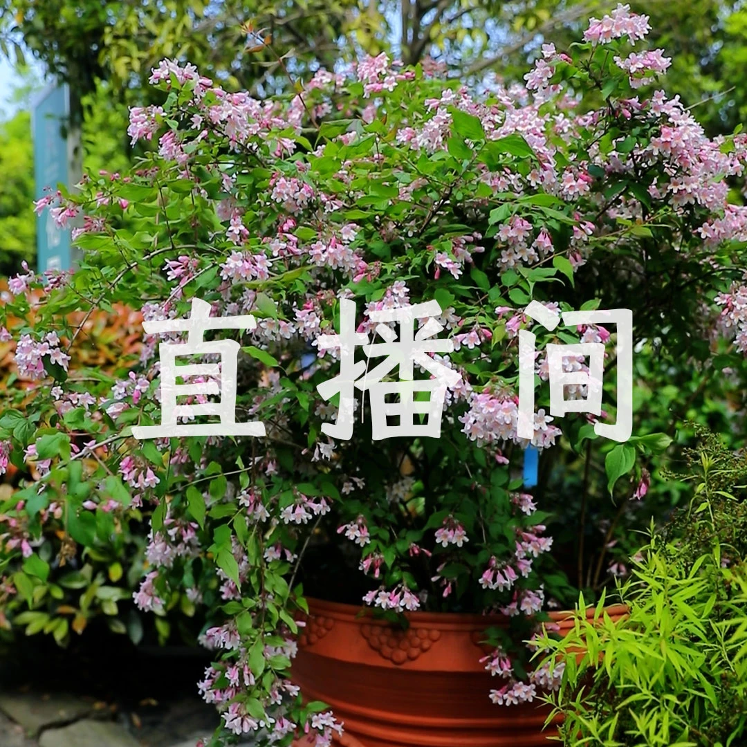 惠惠的花园 【草花植物】 直拍链接 多季开花阳台庭院花卉盆栽