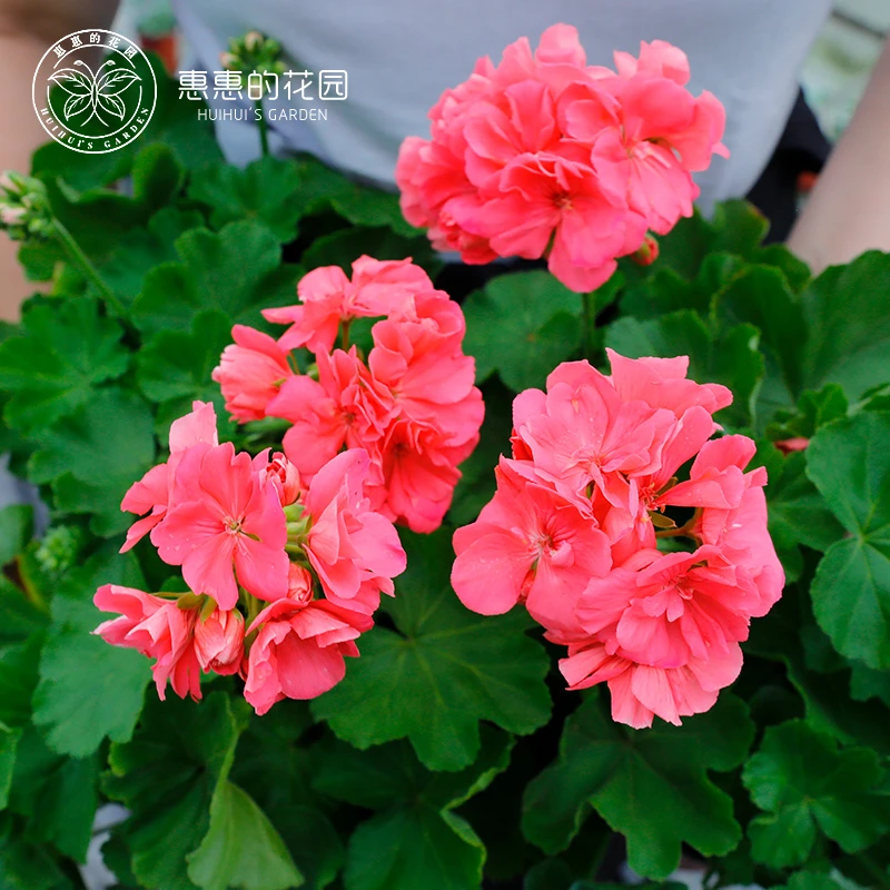 惠惠的花园 新品直立天竺葵粉姬 多季节开花阳台花卉 星花怒放