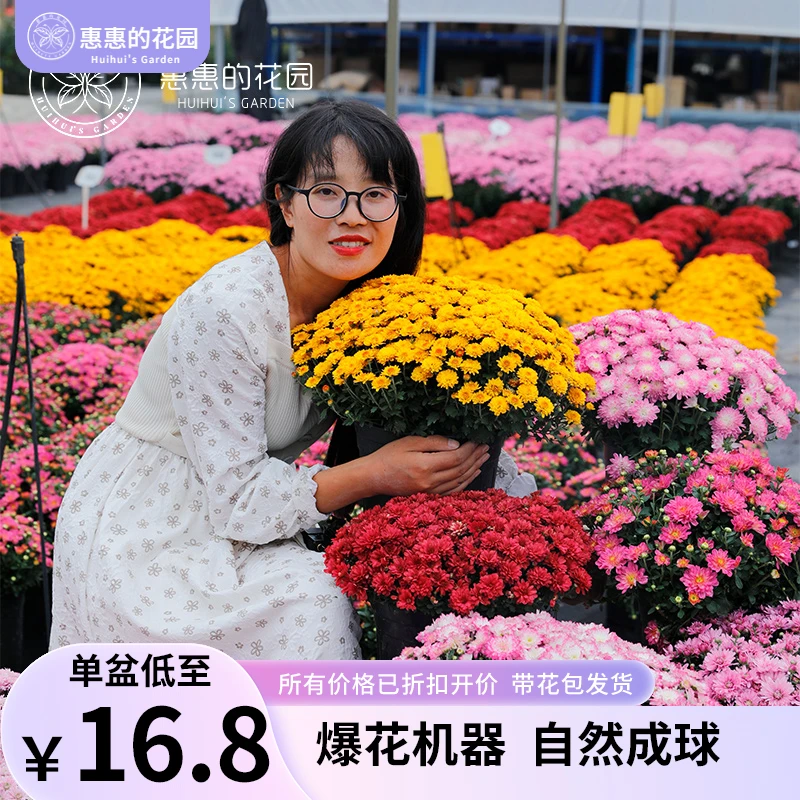 惠惠的花园球菊千头菊多年生好养易爆盆重瓣阳台庭院菊花盆栽植物