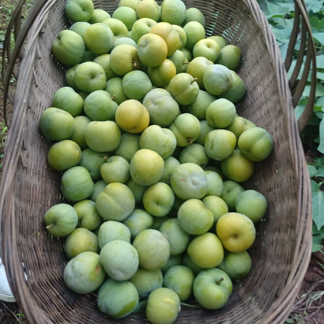 四川宣汉土清脆脱骨李李子小时候的味道个头小土李子