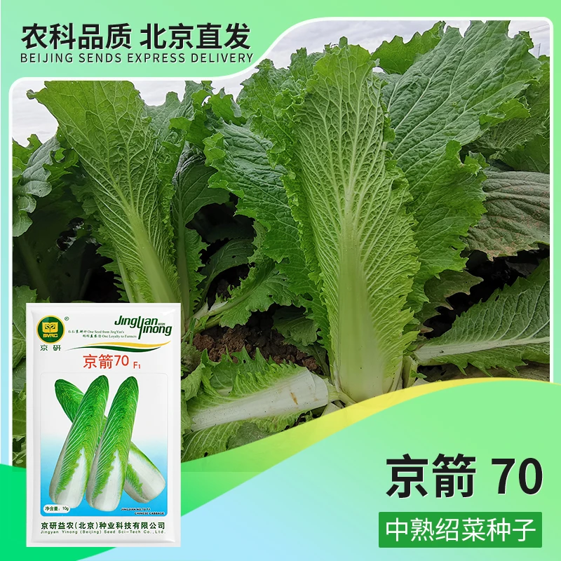 【农科院】京研京箭70大白菜种子秋播大白菜种子绍菜种子二包尖