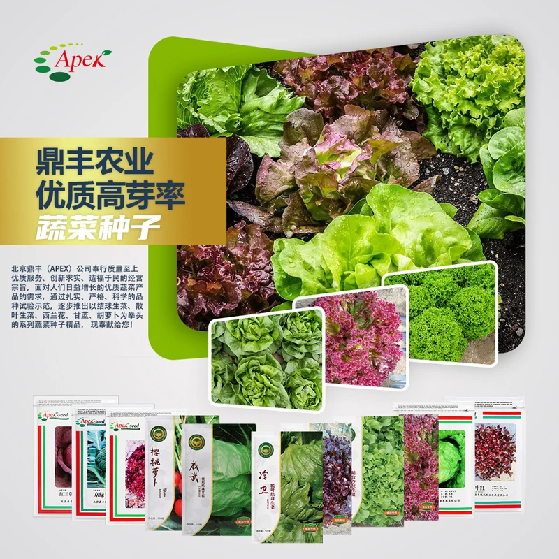 【农科院推荐大田种植户专用】四季奶油生菜种子玻璃结球生菜蔬菜