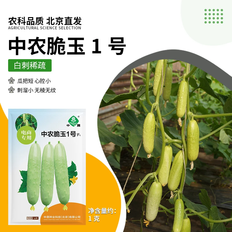【农科院】白玉水果黄瓜种子蔬菜种子阳台小菜园春耕节推荐白皮黄瓜
