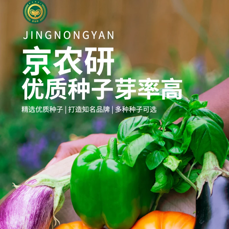 京农研叶菜类京农研娃娃菠菜10克易种蔬菜种籽