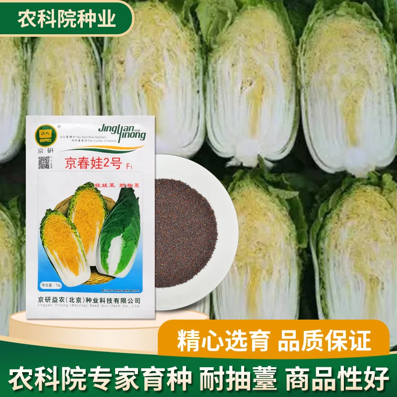 【农科院】京研小棵娃娃菜种子黄心春白菜早熟耐抽薹高产蔬菜种子