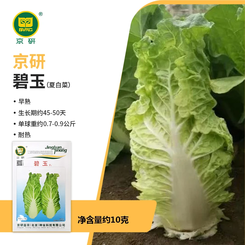 【农科院】京研碧玉白菜种子小白菜种子大白菜种子农科院简单易种