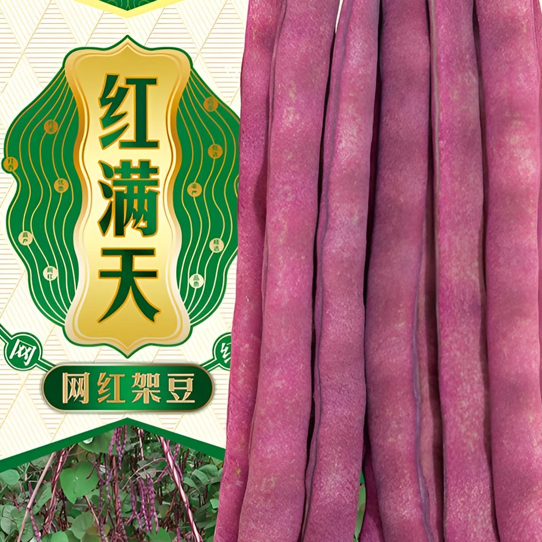 富连农红满天（红娘子）高产肉厚红荚早熟豆角味道浓郁芸豆种子