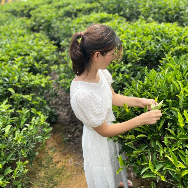 【复购链接】【姜母香】表姐单丛直播间·