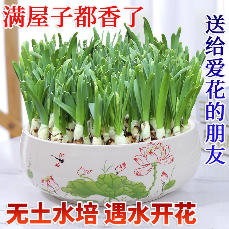 水仙花种球水培室内花卉盆栽水养种植浇水播种养植