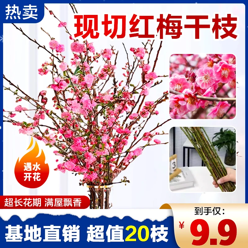 【5.9元20枝】水培鲜枝红梅 耐寒好养易活插水养鲜花 水培花卉严选