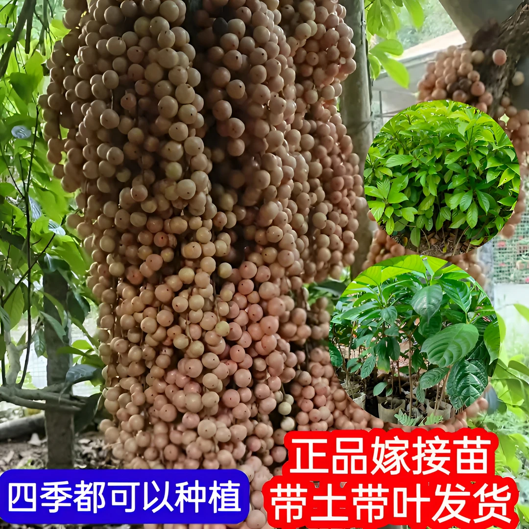 新品广西龙宫果苗，盆栽地栽种植三丫果树苗，果子酸酸甜甜营养杯苗