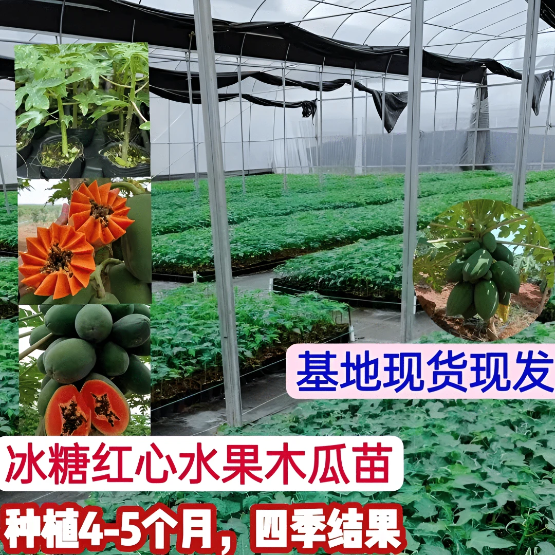 大青水果木瓜苗，冰糖红心木瓜苗 盆栽地栽绿植四季结果带土带叶