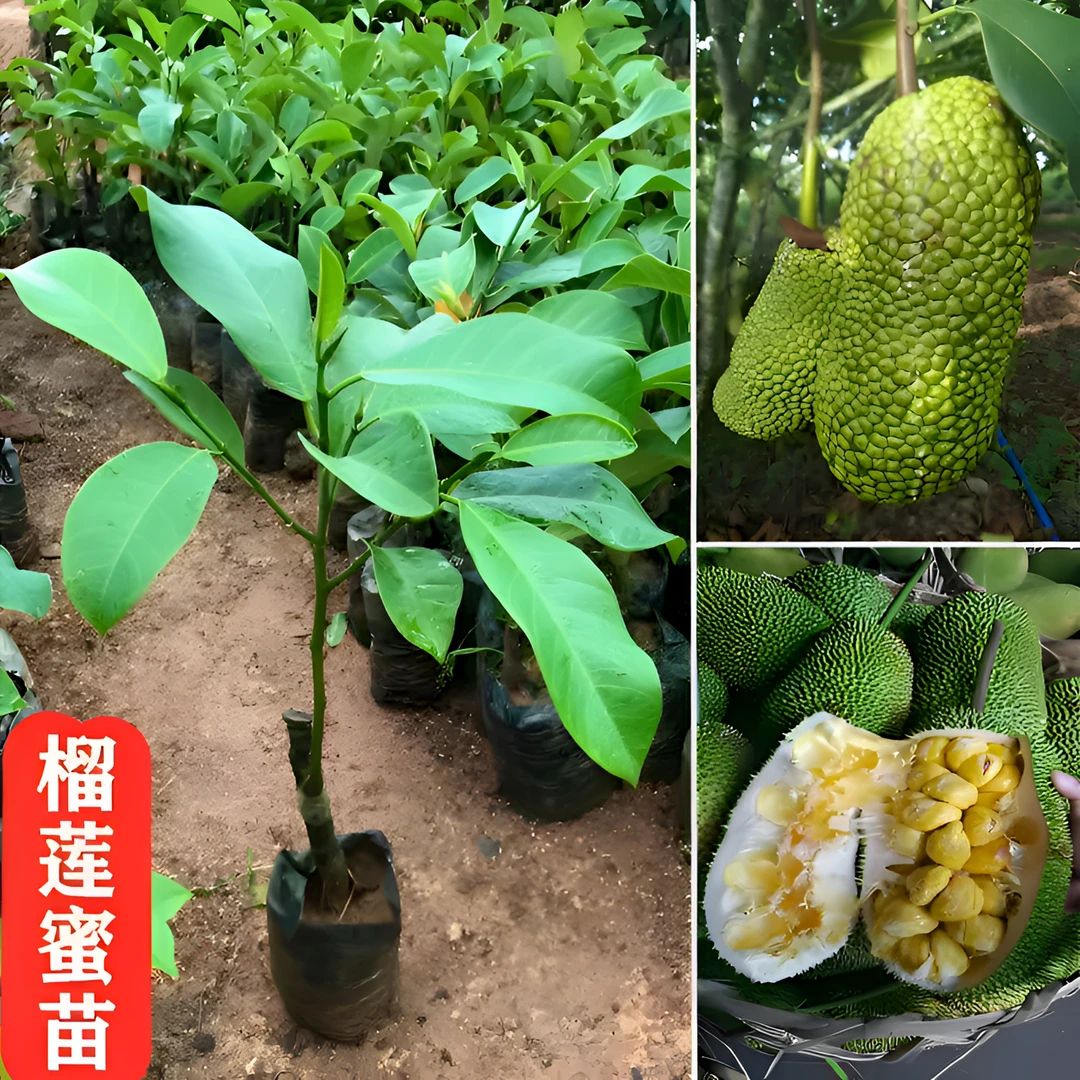 正品长孟尖榴莲蜜苗大叶黄榴莲蜜嫁接苗带土带叶果树苗庭院盆栽