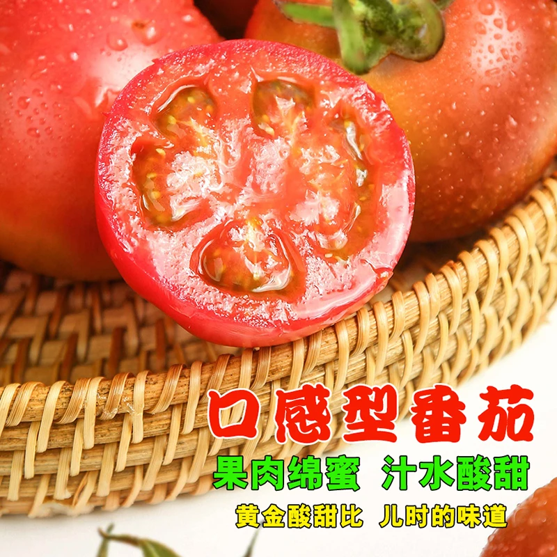 丽妃蜜番茄有籽自然熟黄金酸甜比儿时味道采摘生吃多汁生食西红柿