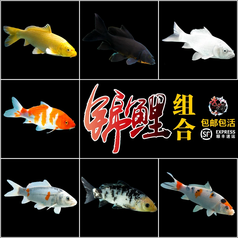 纯种精品锦鲤大正红白昭和白泻菲泻好养耐活冷水观赏鱼苗包邮包活