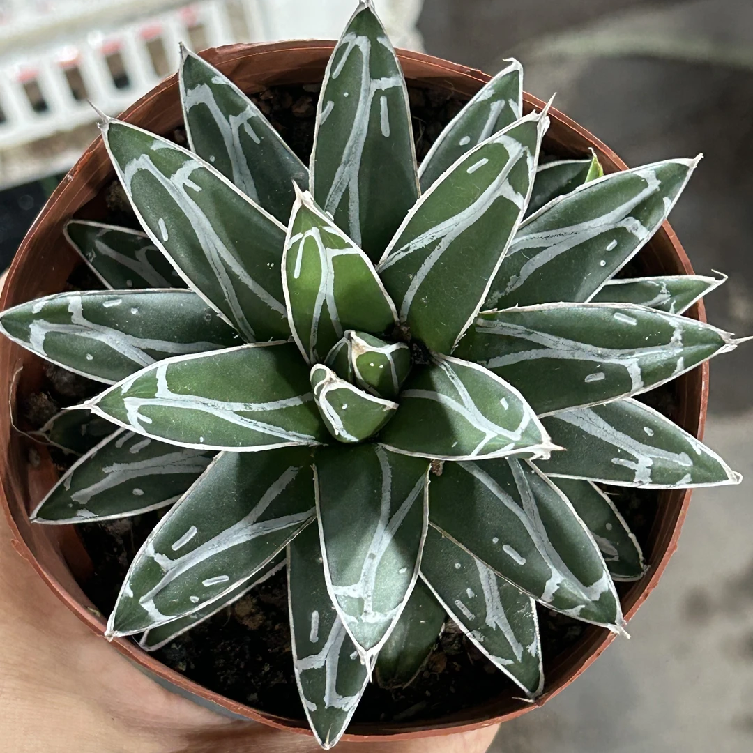 中号世之雪仙人球（满18包邮）