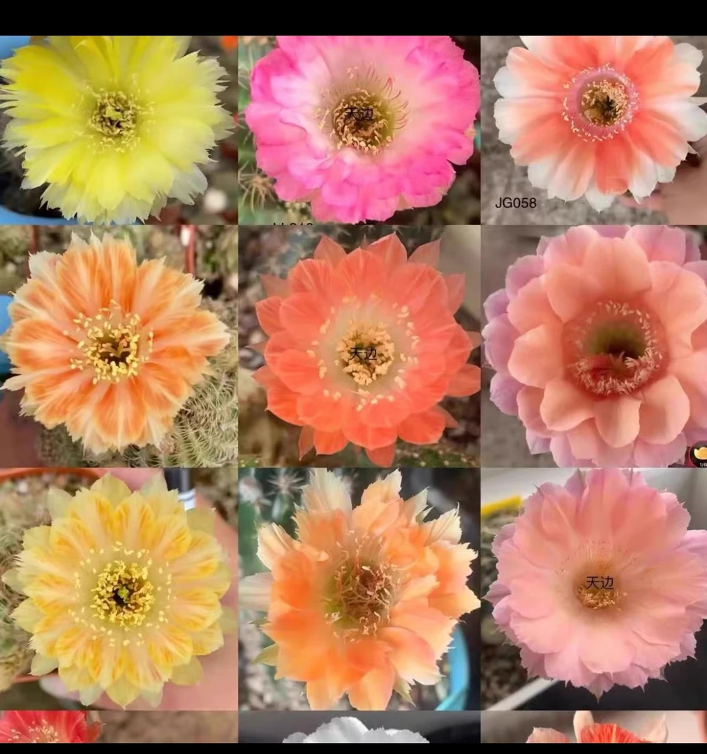随机会开花的仙人球