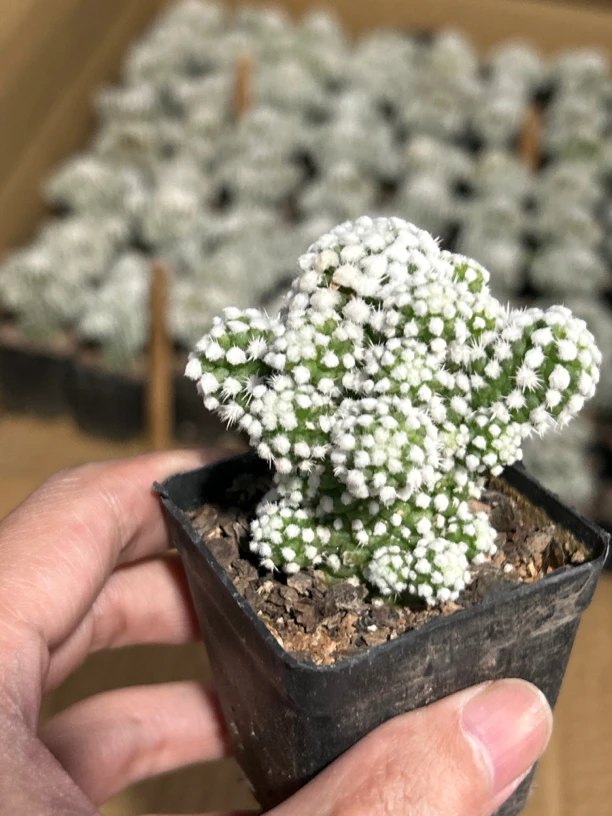 小号明日香姬(满18包邮)