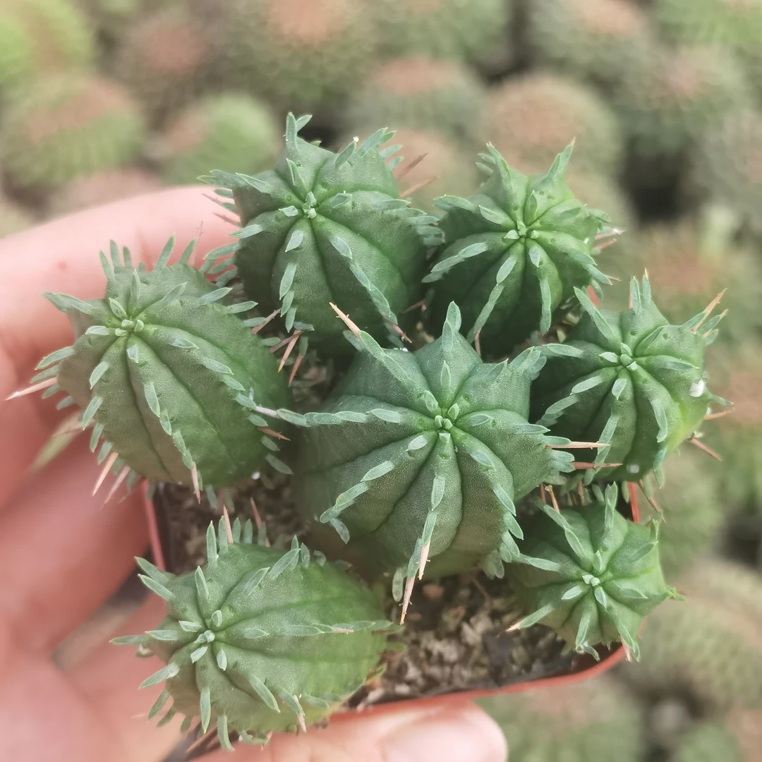 火麒麟仙人球（满18发货）
