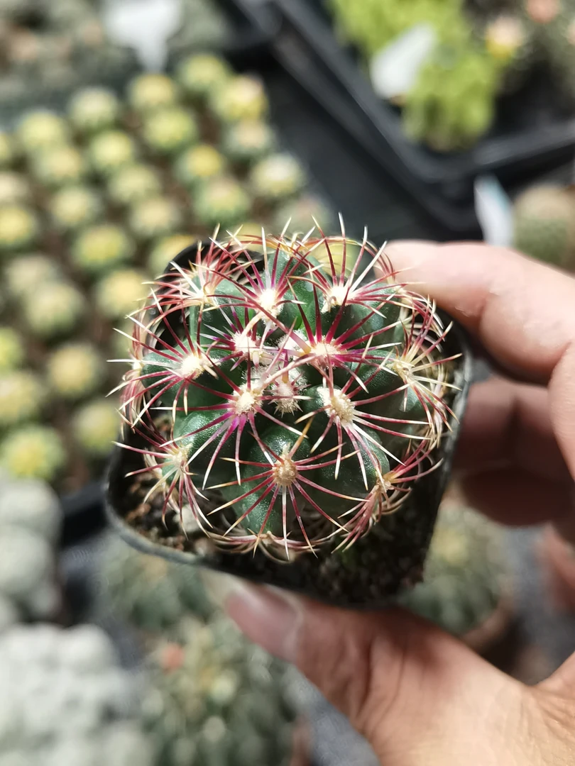 大统领开花仙人球