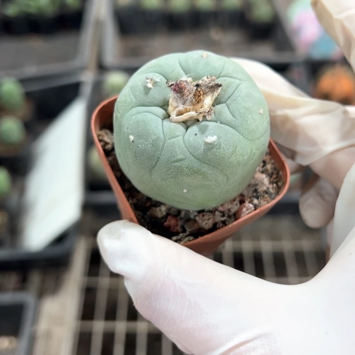 实生根无刺小鱼19.8