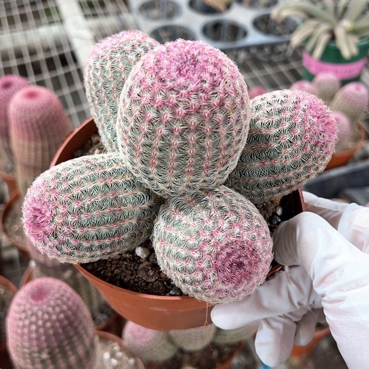 5个头红太阳大花45