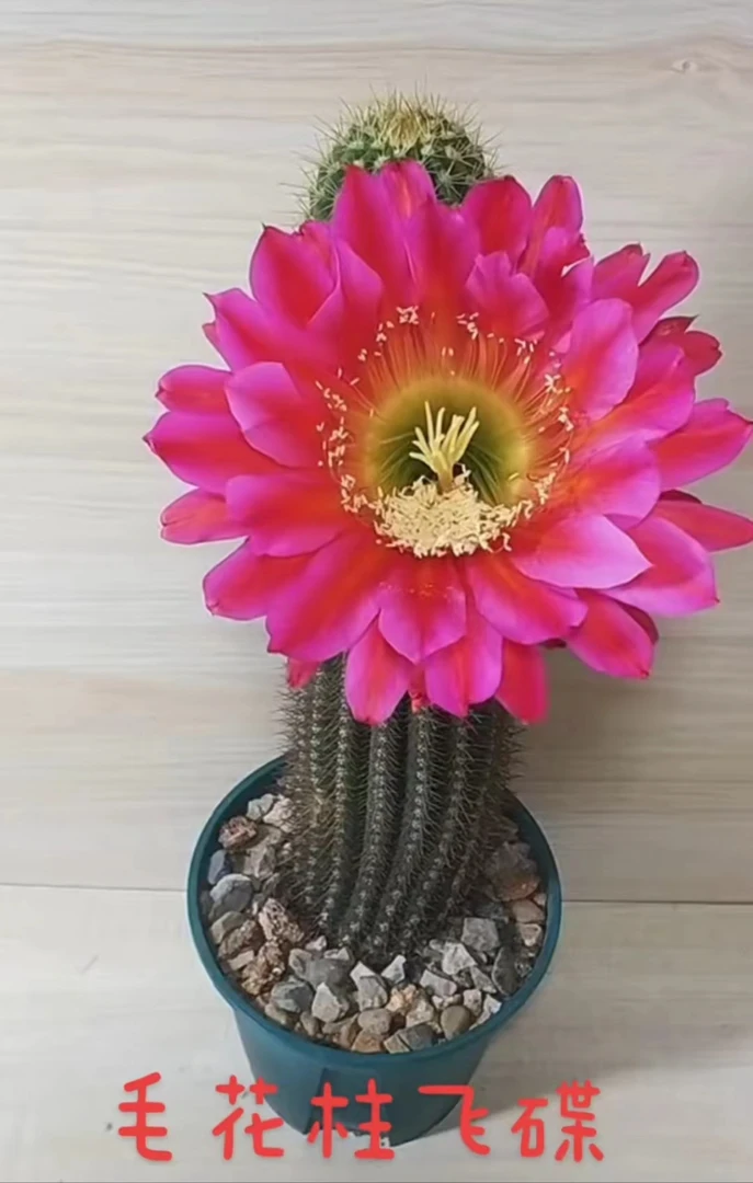 飞碟毛花柱（满18包邮）