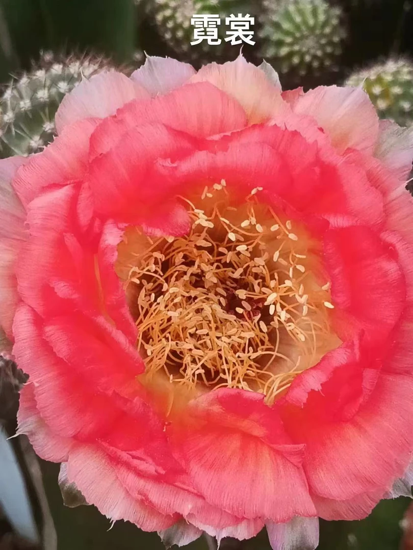 霓裳丽花仙人球（满18包邮）