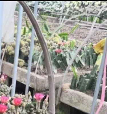 一物一拍（满18元包邮）