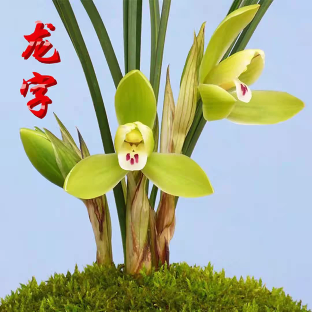 龙字带花苞盆栽春兰叶兰草兰花草神木兰植物鬼兰花兰花盆栽