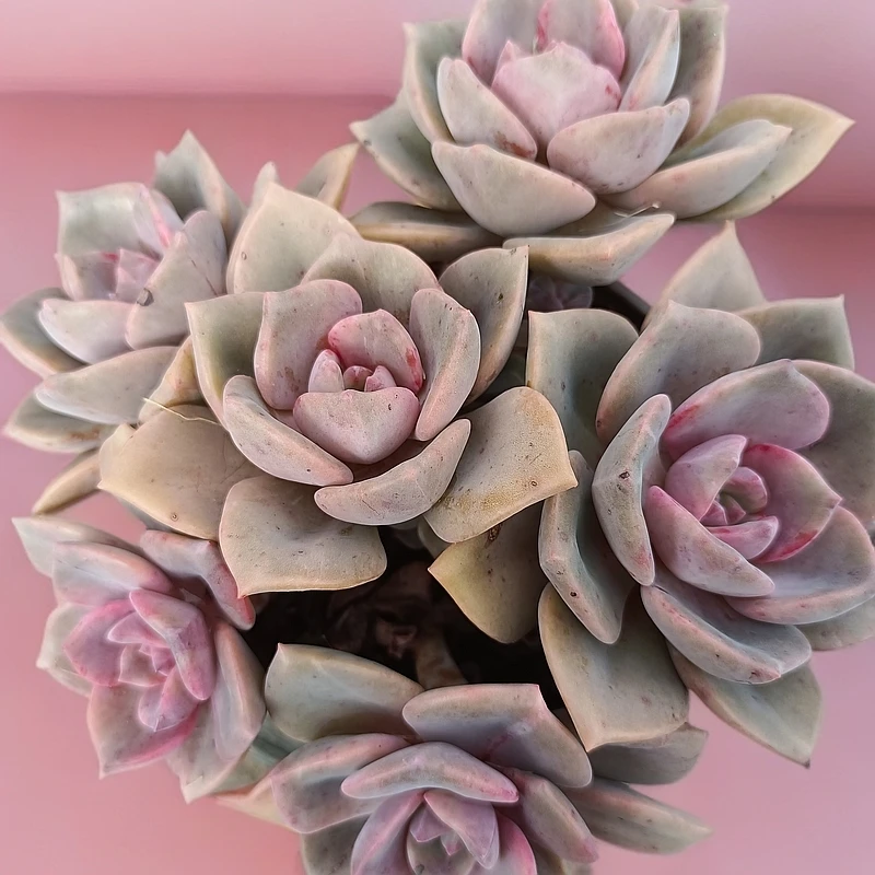 彩虹糖（粉色） 多肉植物美观