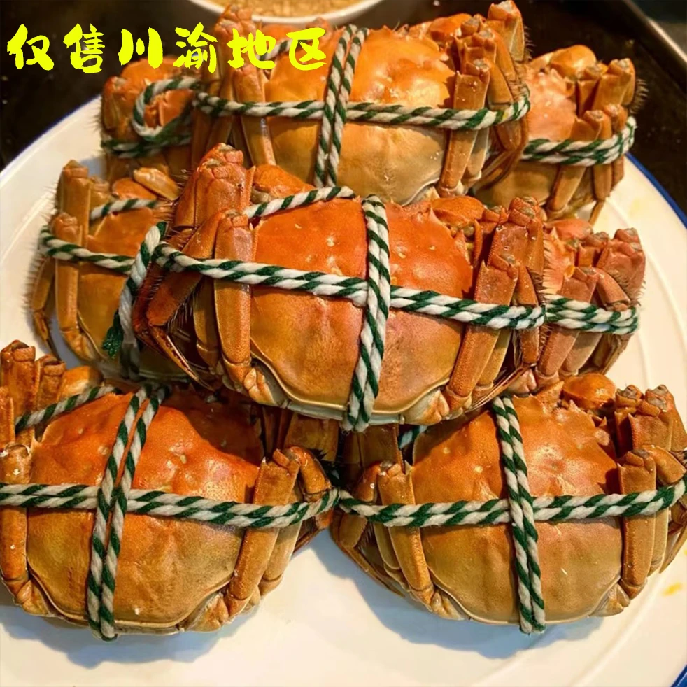 【仅售川渝地区】精品全母蟹1.8-2.1两8/10只绑绳礼盒顺丰包邮