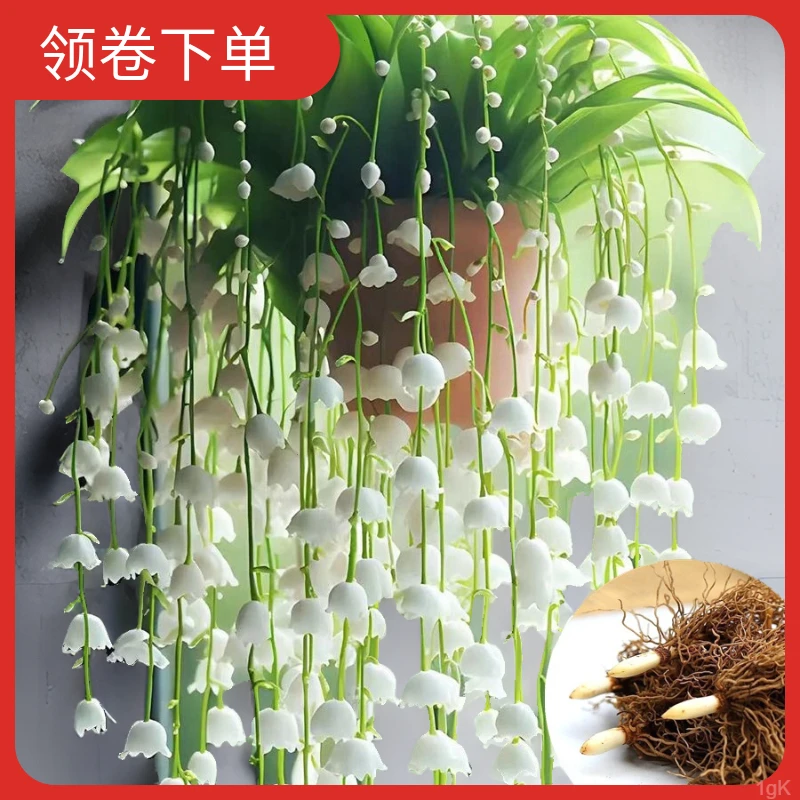 稀客厅外有耐寒开花铃兰花发芽】带根好耐热养活四季盆栽花卉绿植【