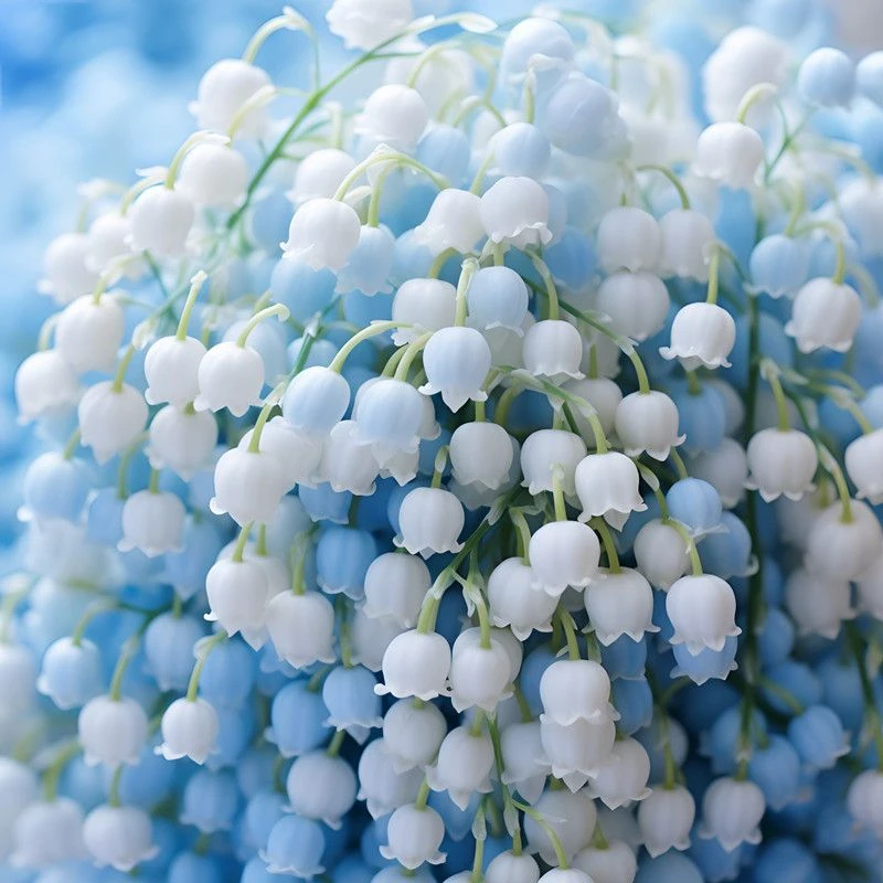 【稀有四季开花】铃兰超级耐热带根带芽花卉种子花种球盆栽开花植物