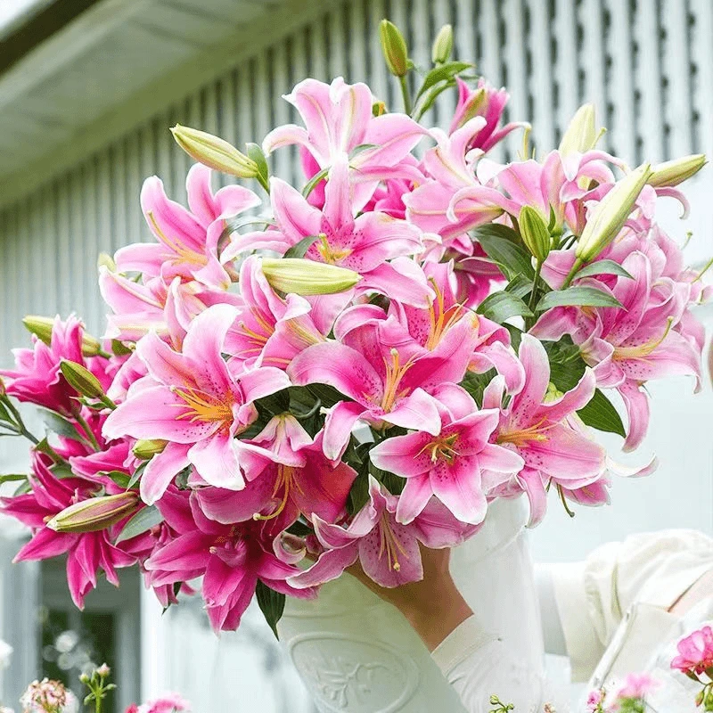 进口香水百合重瓣室内阳台盆栽室外地栽耐寒多年生易活四季开花