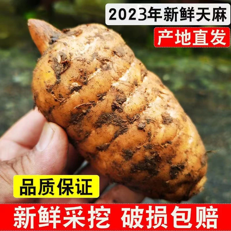 云南小草坝新鲜天麻500克装 现挖生天麻 炖汤原料 云南天麻天麻片