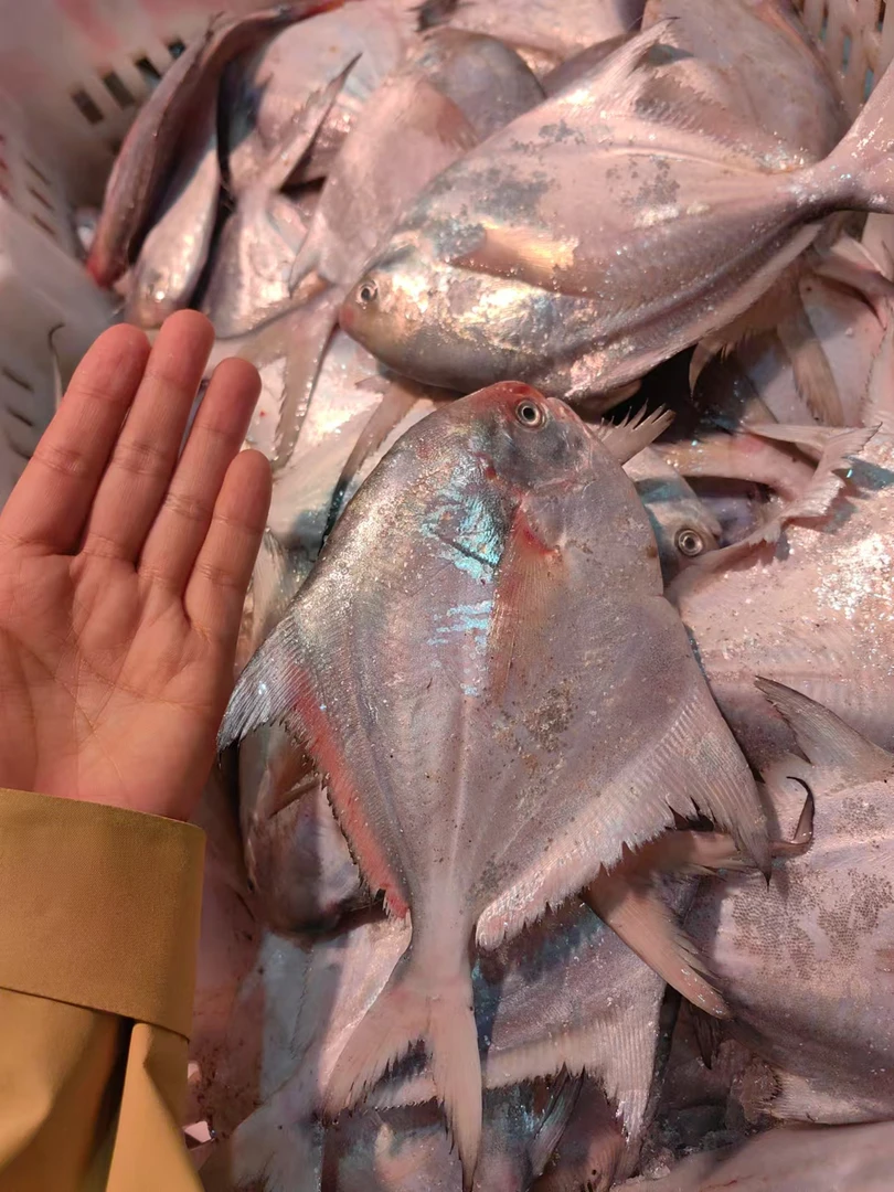 【现称大银鲳】【发生鲜件】舟山本港发货！介意掉鳞片慎拍！！