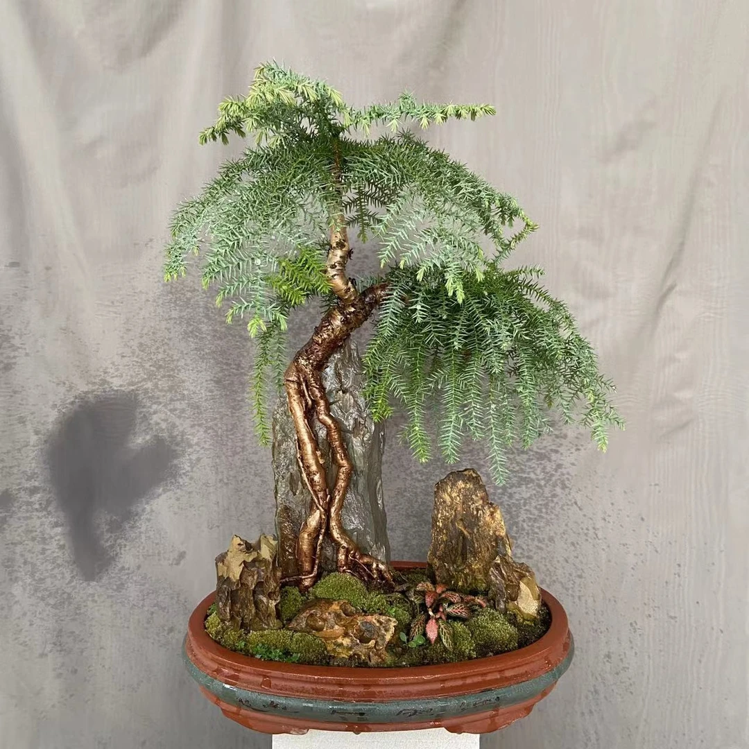 澳洲杉 一物一拍