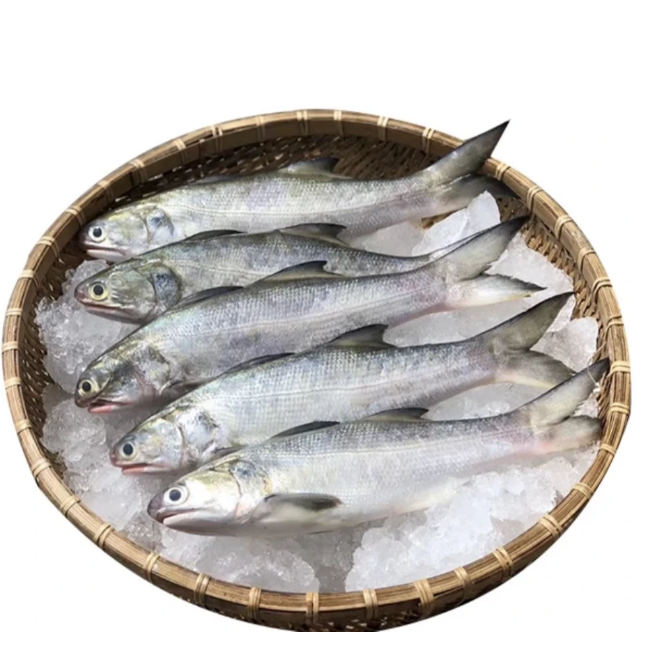 马友鱼  午鱼天然深海捕捞清蒸红烧顺丰包邮 3.8斤-4..2斤 5-6条