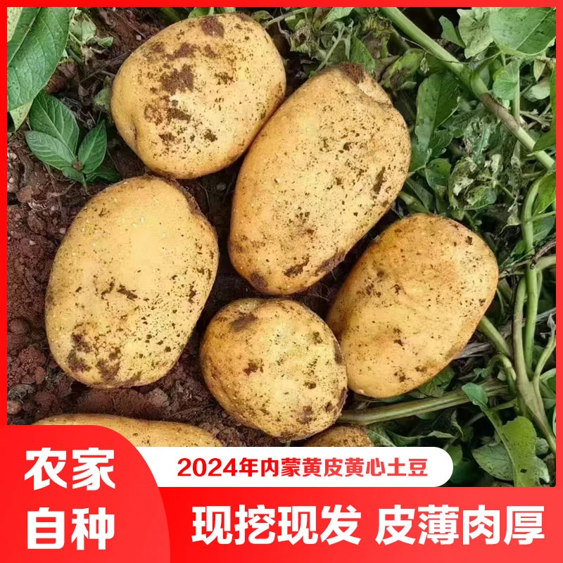 黄心黄皮沙面粉糯大土豆农家自种土豆新鲜马铃薯带箱五斤