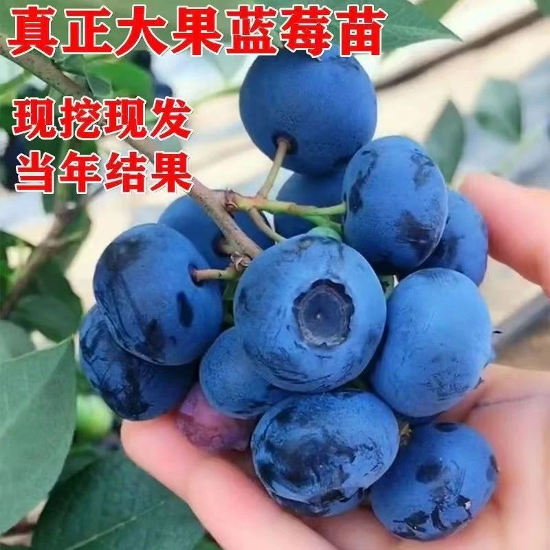 大果蓝莓树苗带盆带土带花苞带果适合南北方阳台庭院种植果树