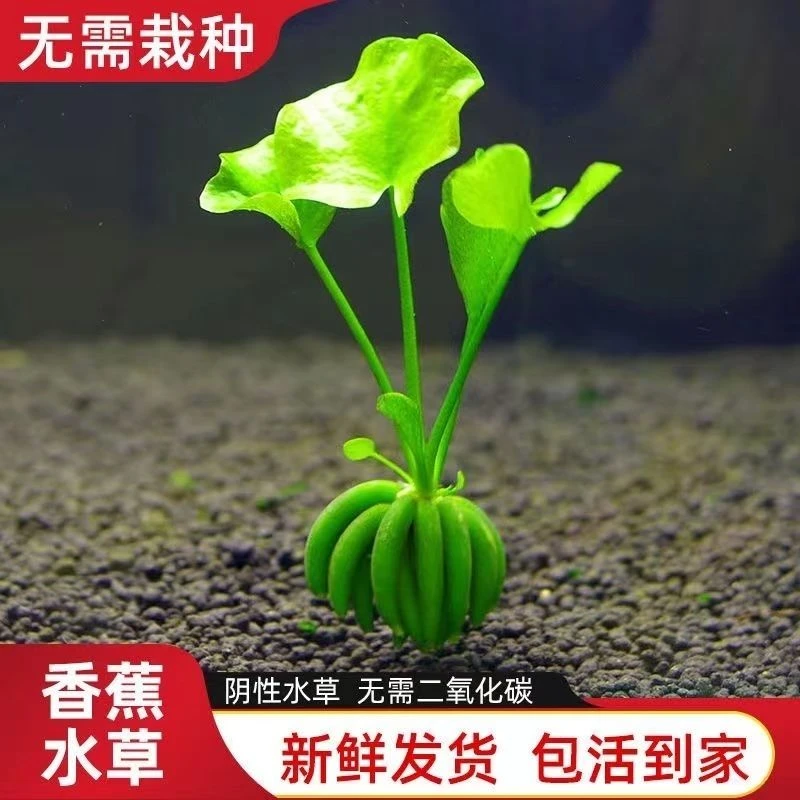 进口结蕉香蕉草水草活体水中叶懒人鱼缸造景淡水前景草新手易养活